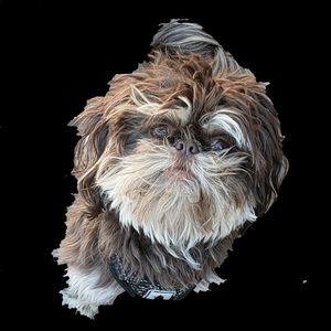 Mr. Benjamin P Bottoms, Shih tzu